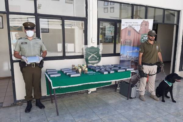Perro de Carabineros detuvo un ingreso al país de más de 190 mil dosis de droga desde Bolivia