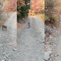 ¡Adrenalina pura! Puma persigue a senderista por más de seis minutos en Utah