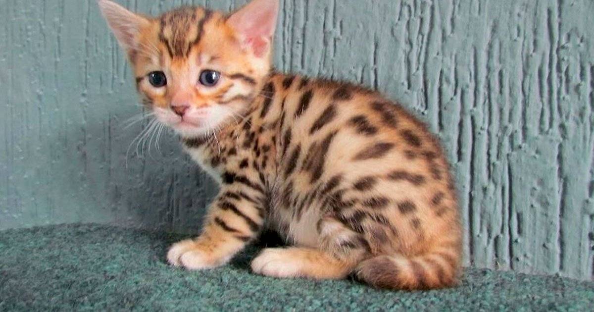 GATO SAVANNAH