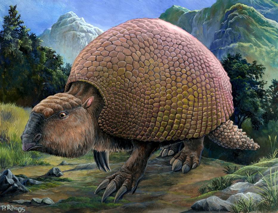 Glyptodon Gly ptodon