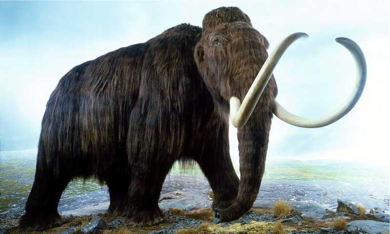 Mamut lanudo Mamut lanudo
