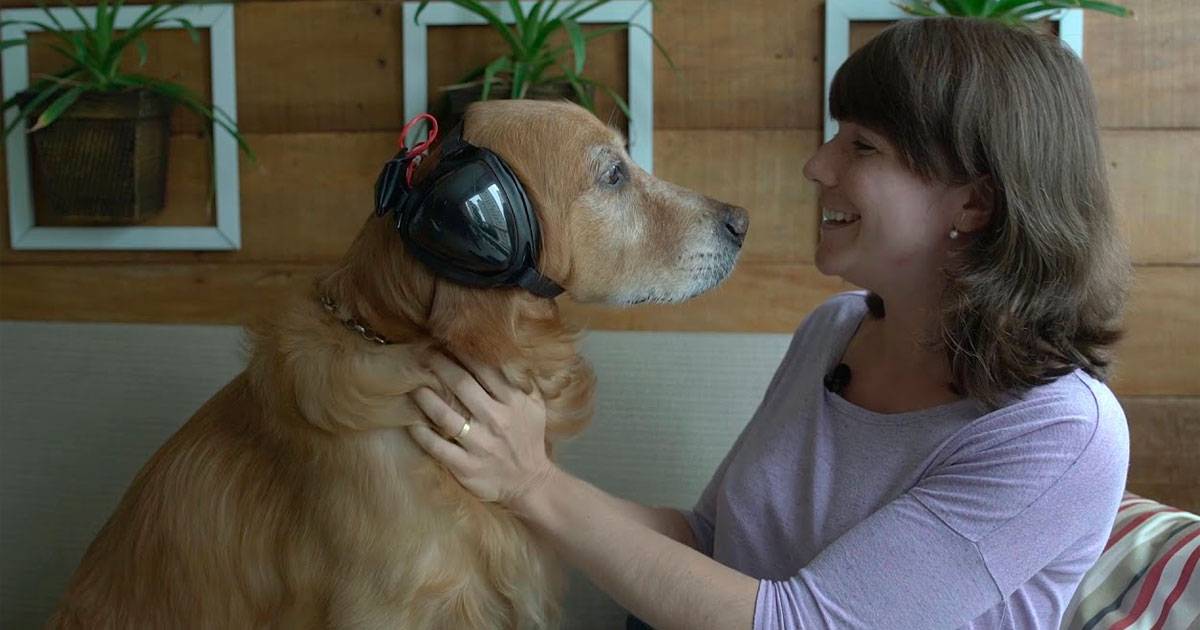 cão trovão 2