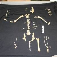 Investigadores de la UNAM redescubren zorro fosilizado y encuentran nuevas características morfológicas