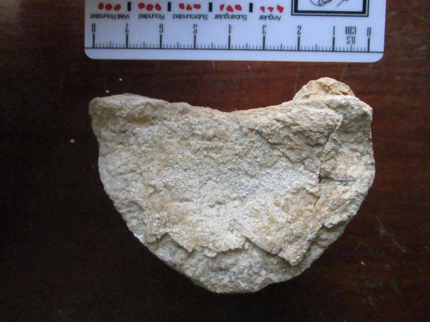 Fósil de sirenia o vaca marina encontrado en Egipto. 