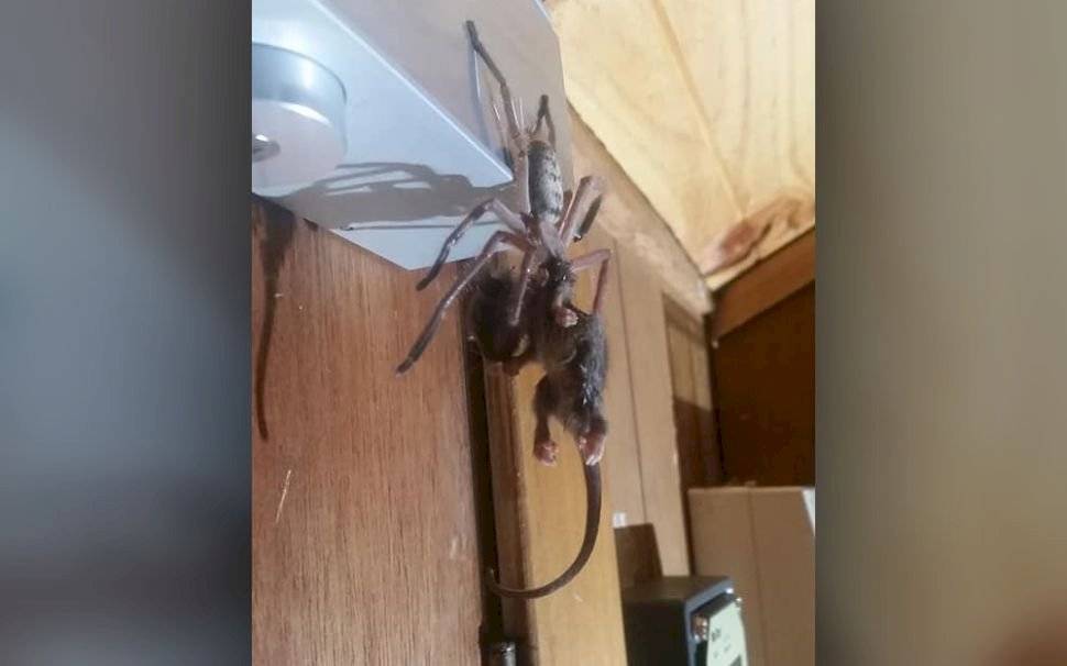 aranha