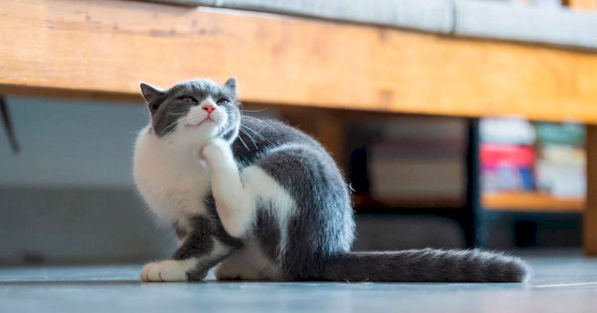 parasita gato