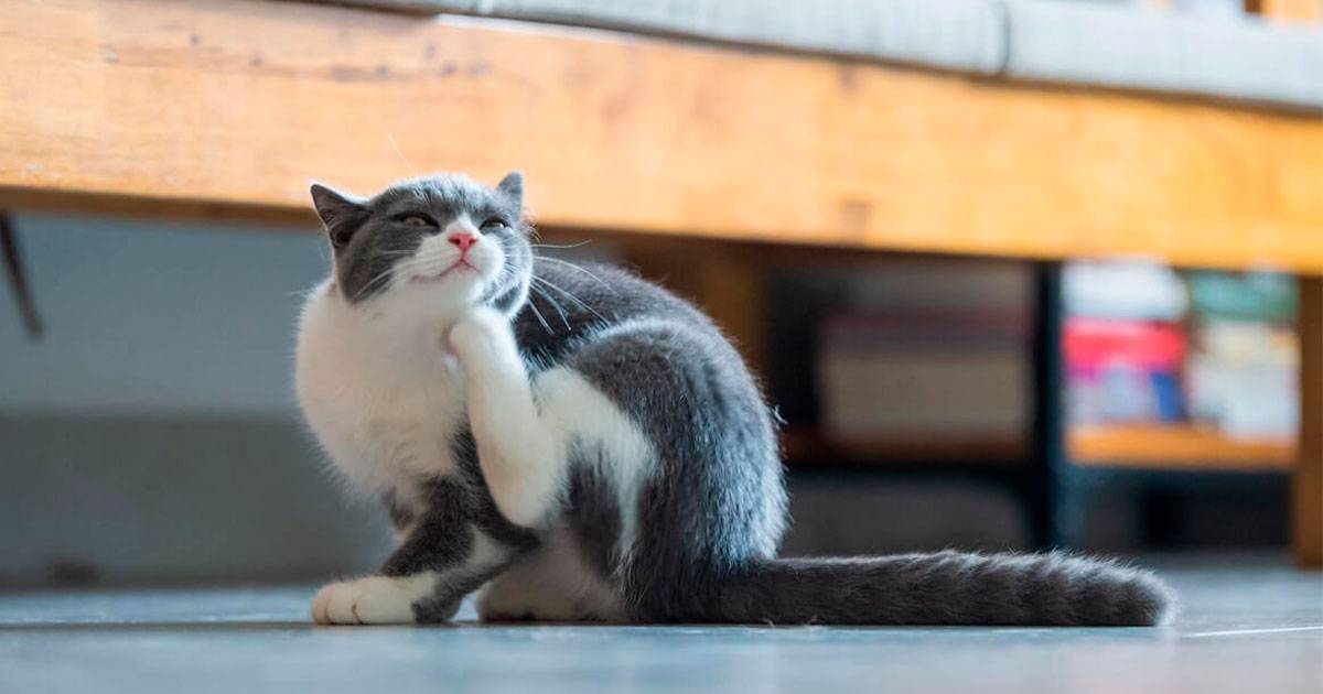 parasita gato