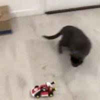 Gatito se sorprende con figuras de Mario Kart Home Circuit