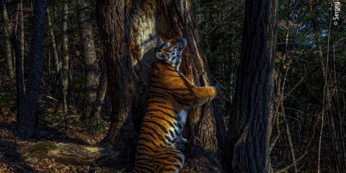 Un “cariñoso” tigre siberiano es la mejor foto de Vida silvestre en 2020