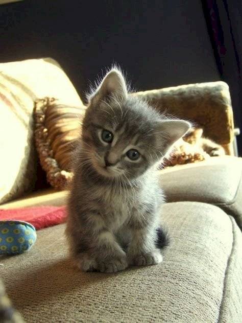 Gato