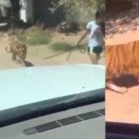 "La gente sale a pasear con un tigre", documentó un habitante de Sonora