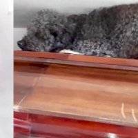 Perrito acompaña a su dueña incluso después de la muerte