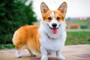 corgi