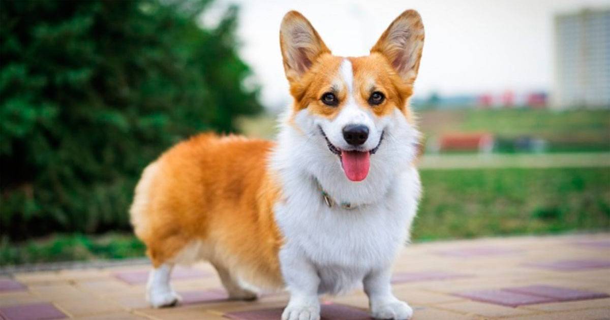 corgi