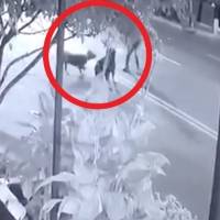 Mujer pide justicia por su perrito asesinado por un pitbull y rottweiler en la GAM