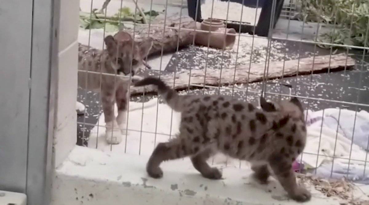Zoológico cuida a pumas huérfanos tras incendios en California