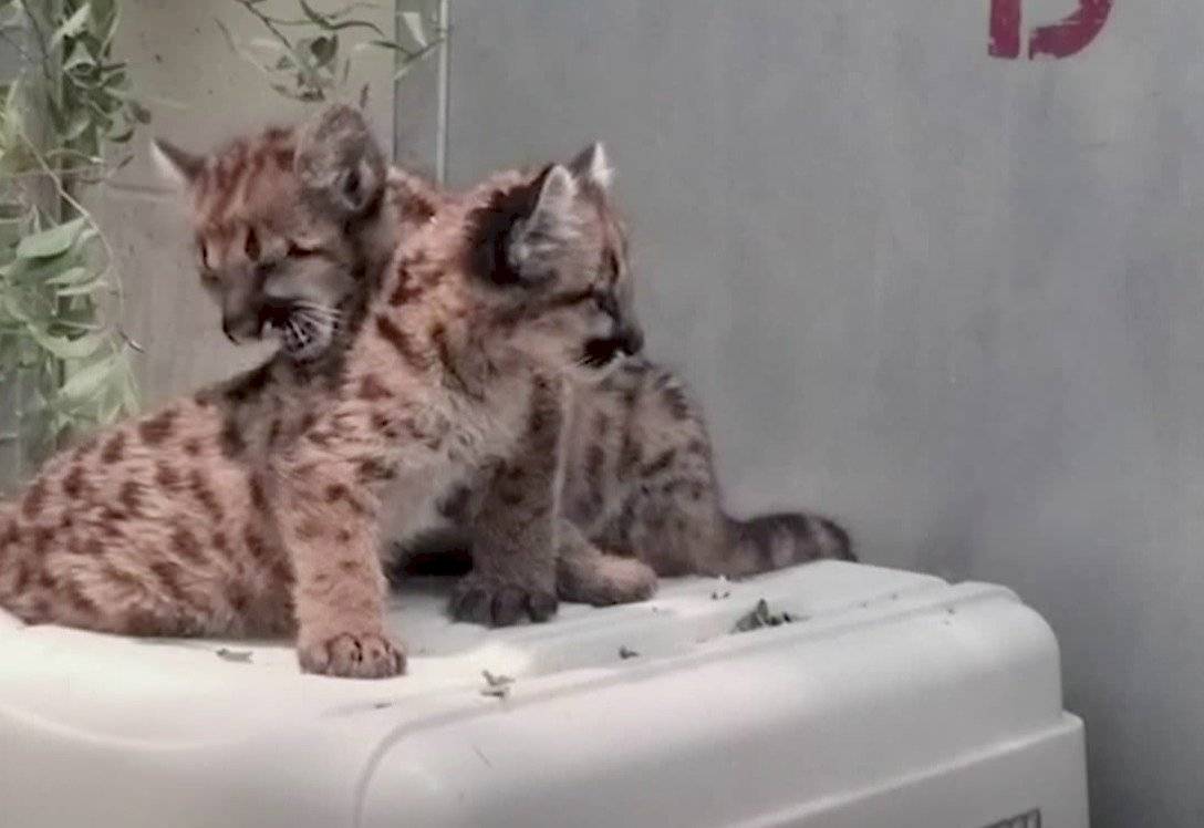 Zoológico cuida a pumas huérfanos tras incendios en California