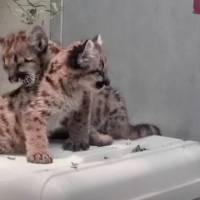 Zoológico cuida a pumas huérfanos tras incendios en California