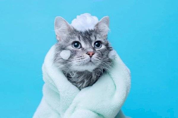 Científicos confirman que gatos sonríen con los ojos: descubre cómo estrechar la relación con tu mascota