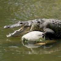 Bañista muere tras ser atacado por un cocodrilo
