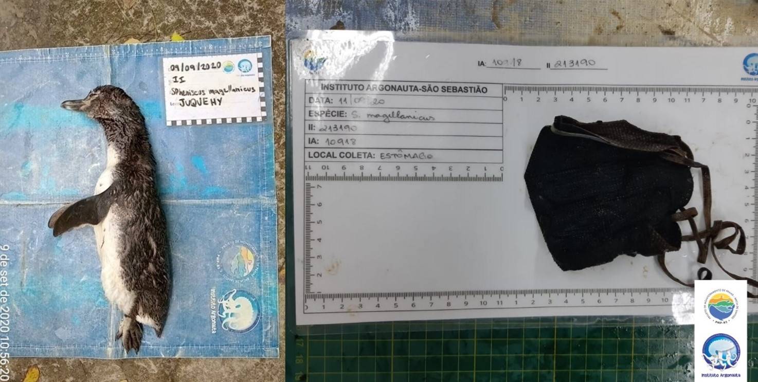 Pinguim encontrado com máscara no estômago Pinguim encontrado com máscara no estômago