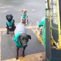 Perritos callejeros son contratados para acompañar a conductores de transporte público