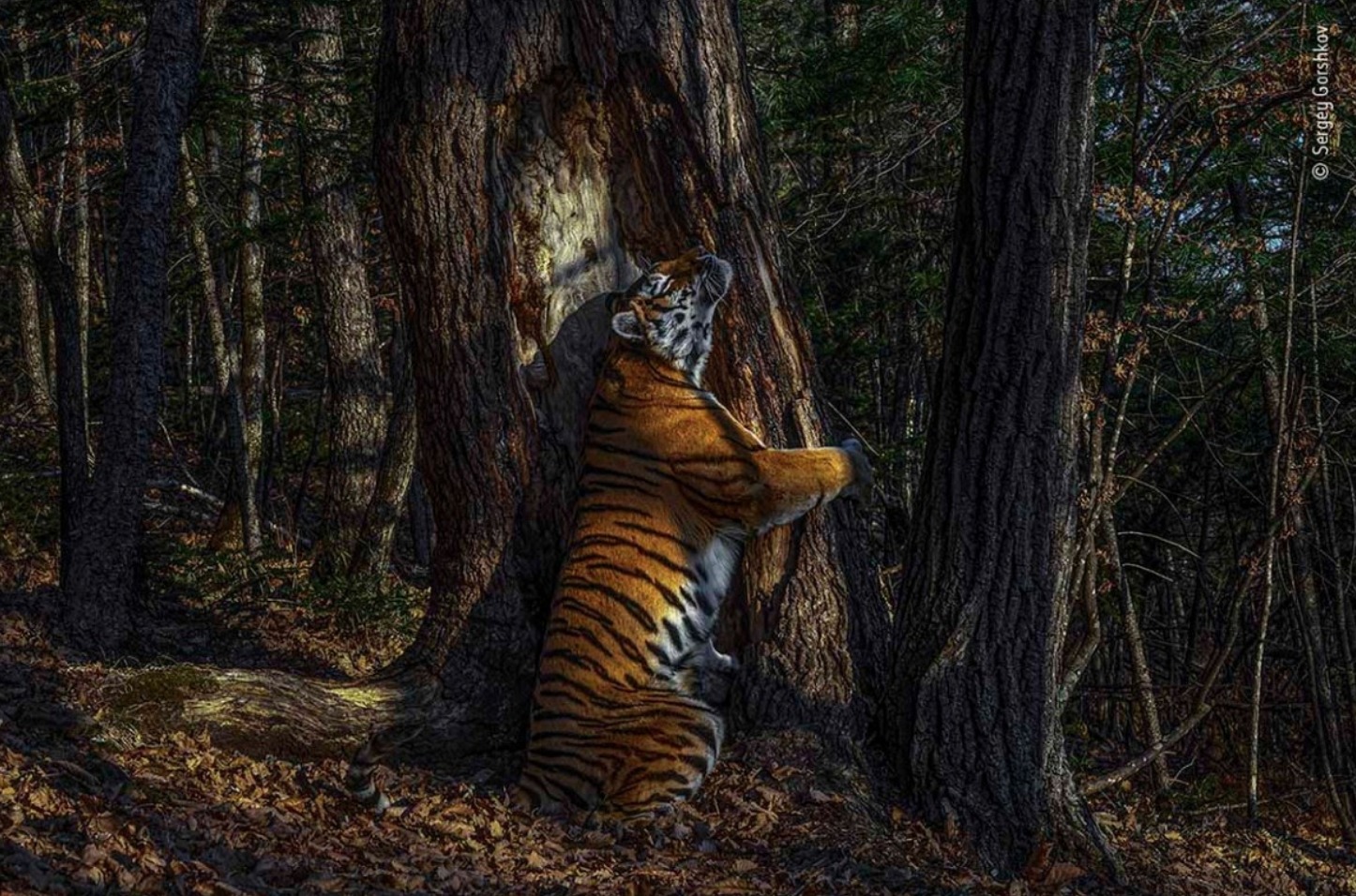 El abrazo