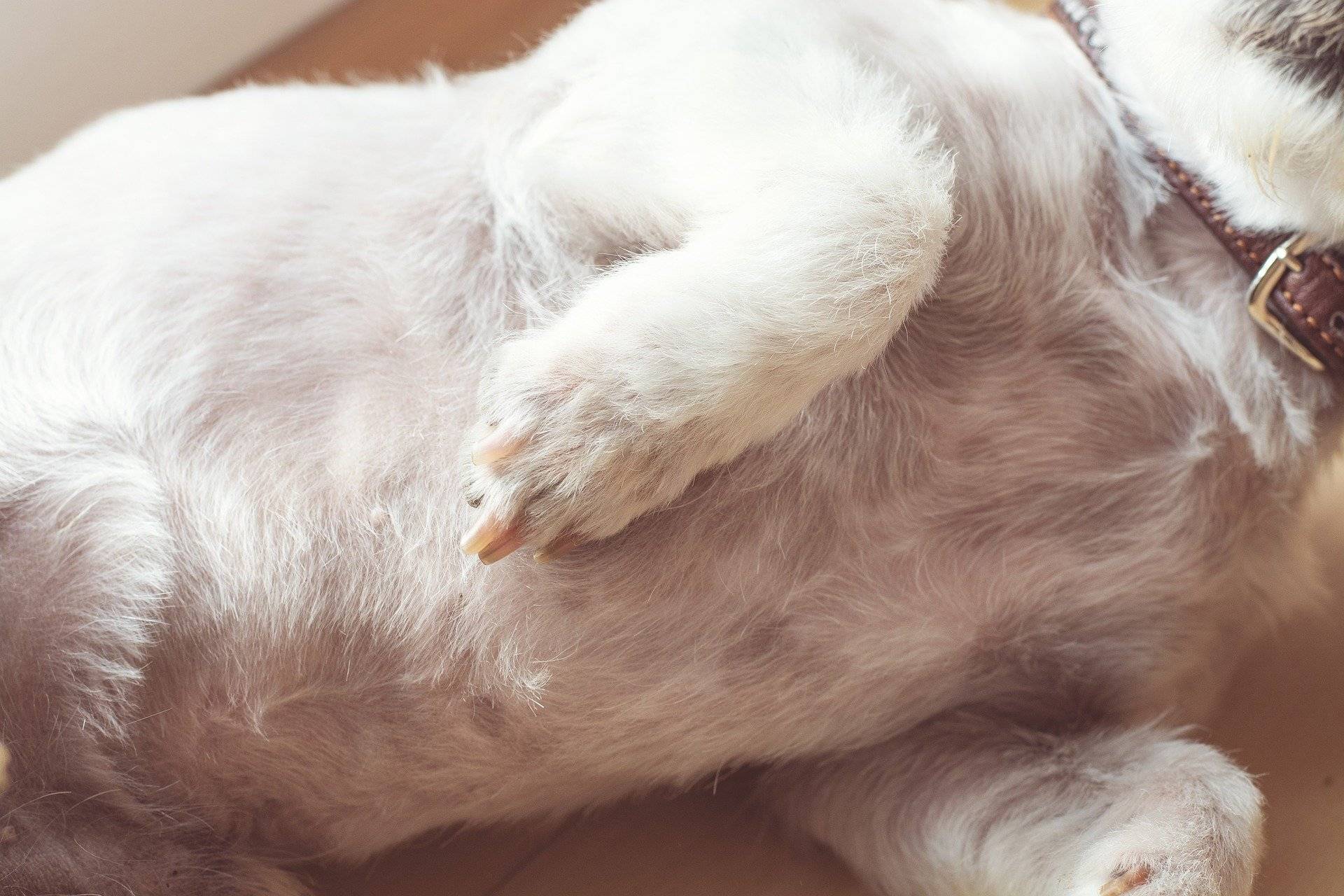 Peito e barriga de cachorro branco Peito e barriga de cachorro branco
