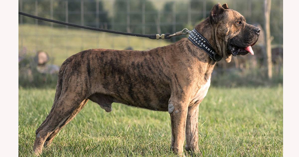 dogue canário