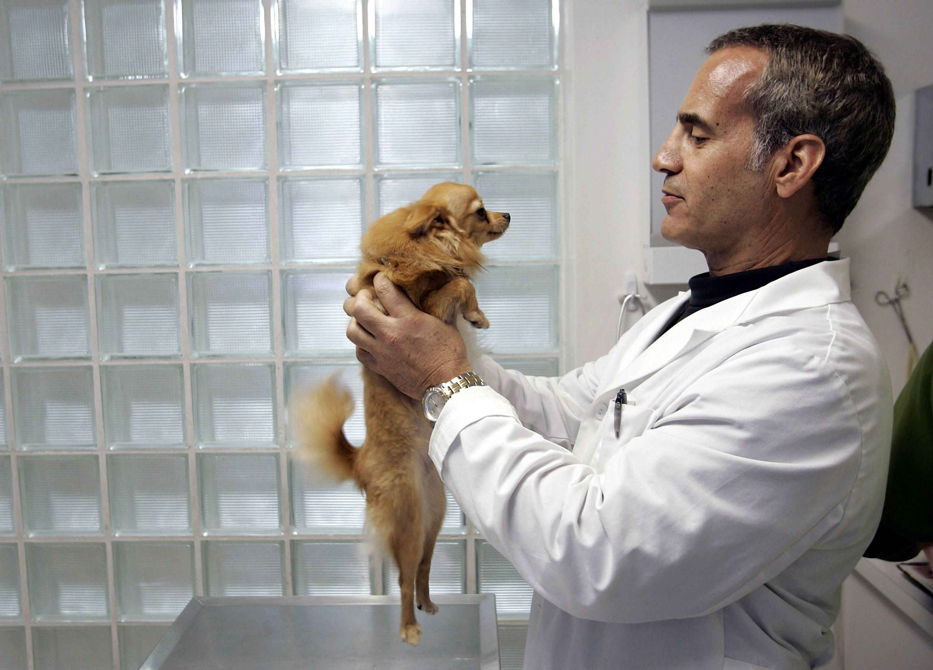 Médico veterinário segura cachorrinho Médico veterinário segura cachorrinho