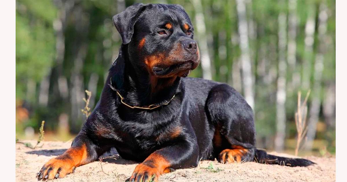 Rotweiler