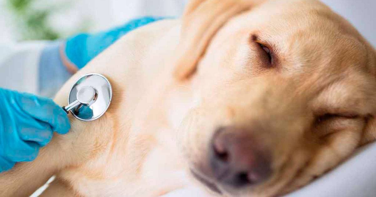 cachorro doente