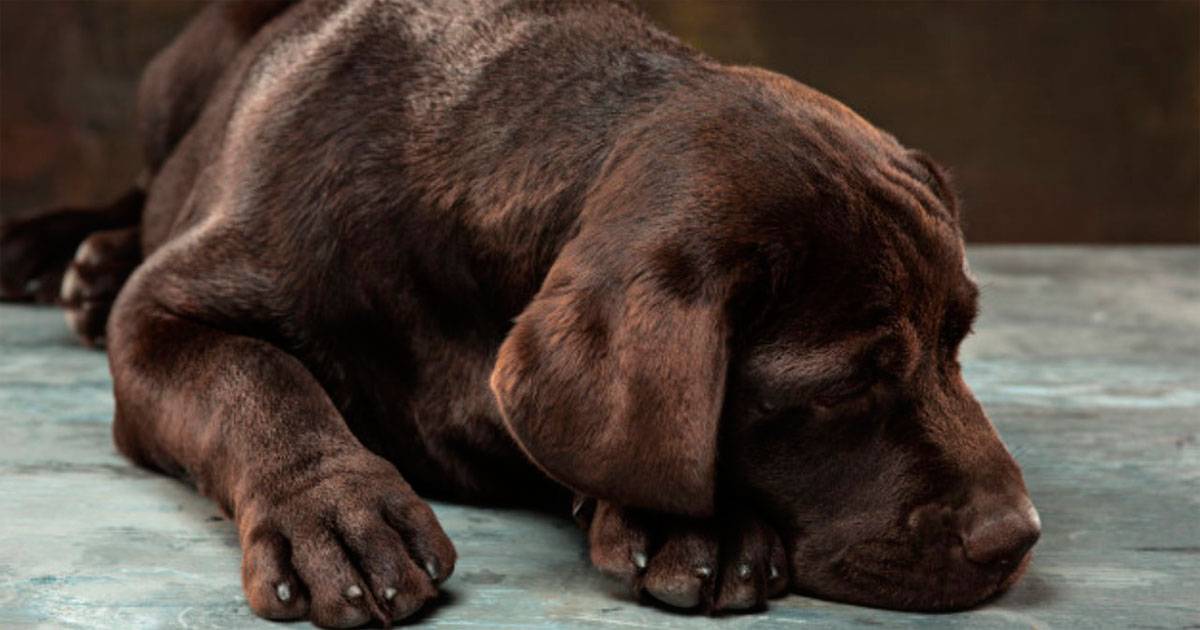 cachorro vomitando