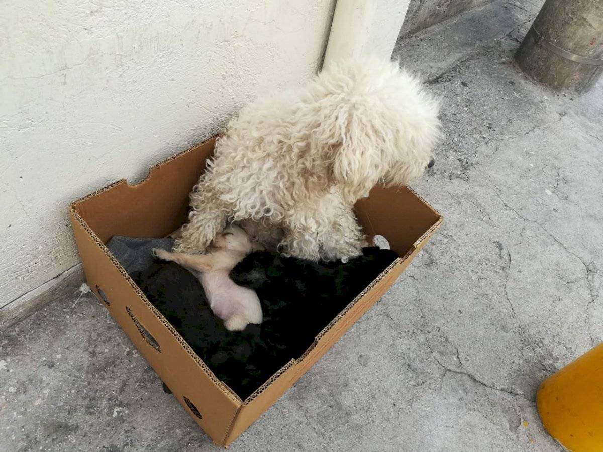 Perrita abandonada en El Inca con sus cachorros