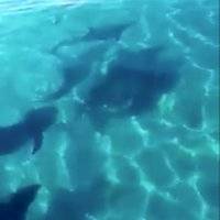 ¡Maravilloso! Captan a familia de delfines disfrutando de las playas de Cozumel