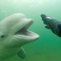 ¡Maravilloso! Buzo ruso tiene encuentro amistoso con un ballena beluga