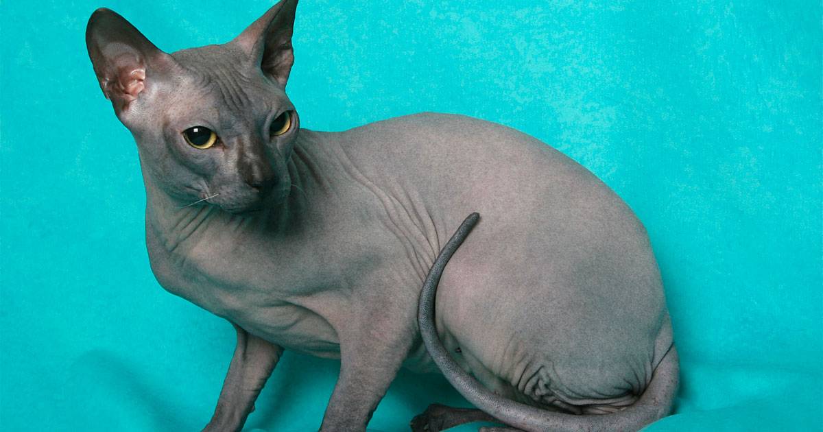 sphynx