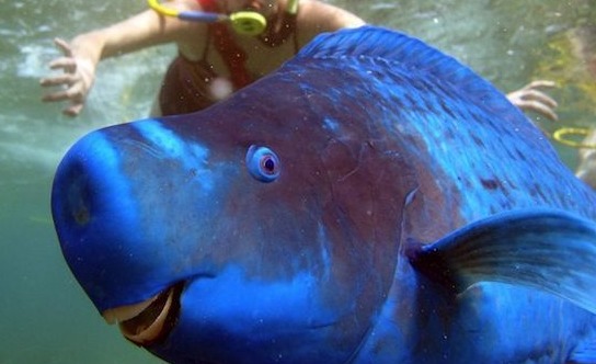 Aqui estão os 5 animais exóticos que você possivelmente nunca viu Aqui estão os 5 animais exóticos que você possivelmente nunca viu
