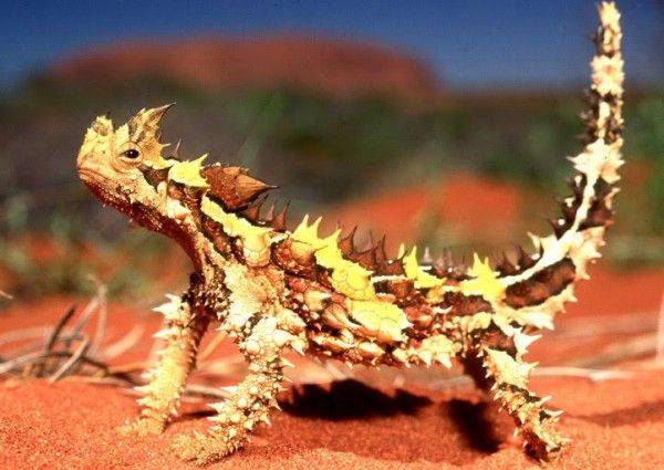 Aqui estão os 5 animais exóticos que você possivelmente nunca viu Aqui estão os 5 animais exóticos que você possivelmente nunca viu