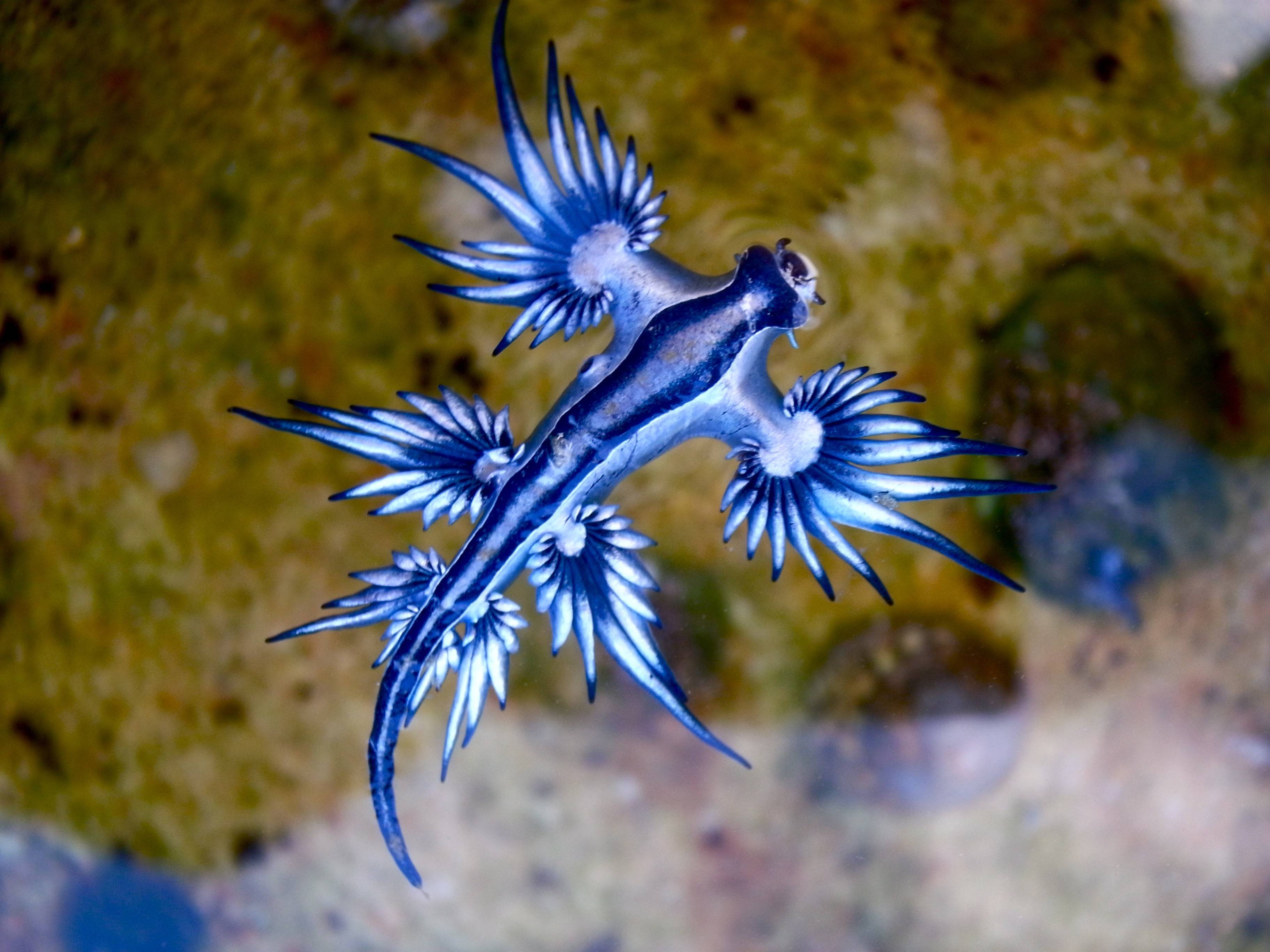 Aqui estão os 5 animais exóticos que você possivelmente nunca viu Aqui estão os 5 animais exóticos que você possivelmente nunca viu