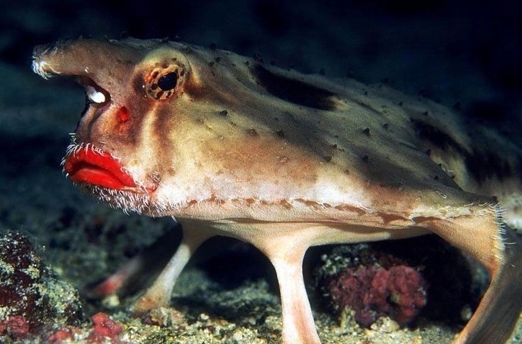 Aqui estão os 5 animais exóticos que você possivelmente nunca viu Aqui estão os 5 animais exóticos que você possivelmente nunca viu