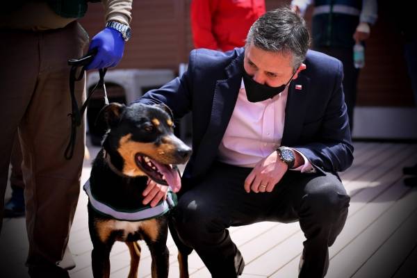 Perro rescatado