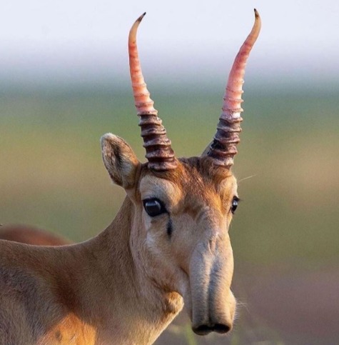 Aqui estão os 5 animais exóticos que você possivelmente nunca viu Aqui estão os 5 animais exóticos que você possivelmente nunca viu