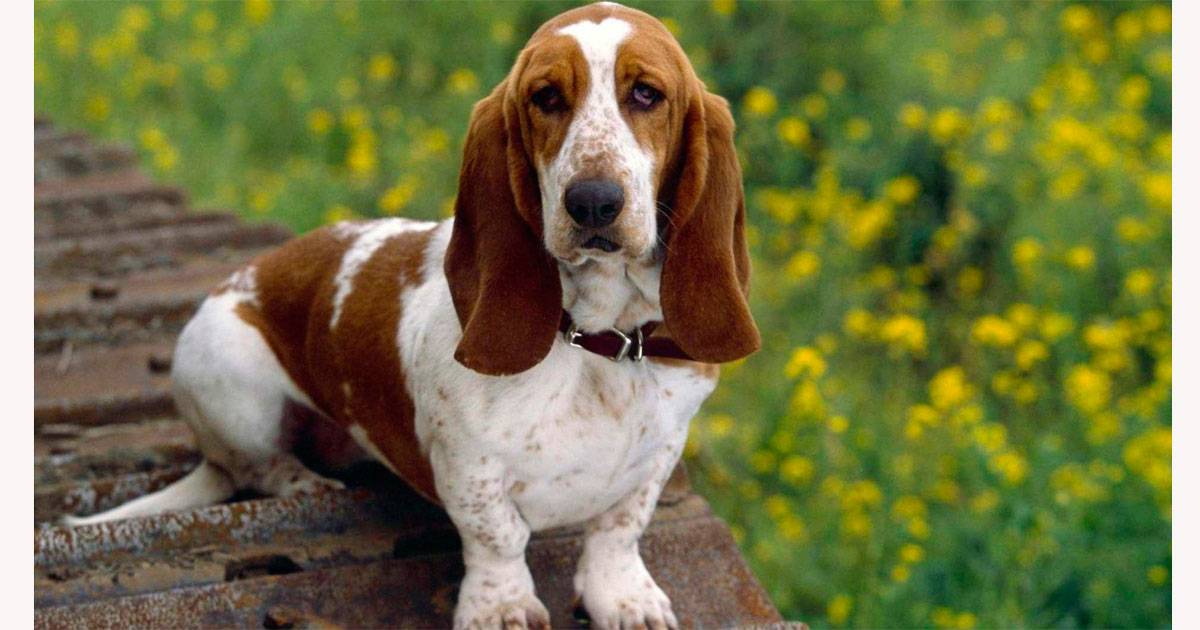 Basset Hound