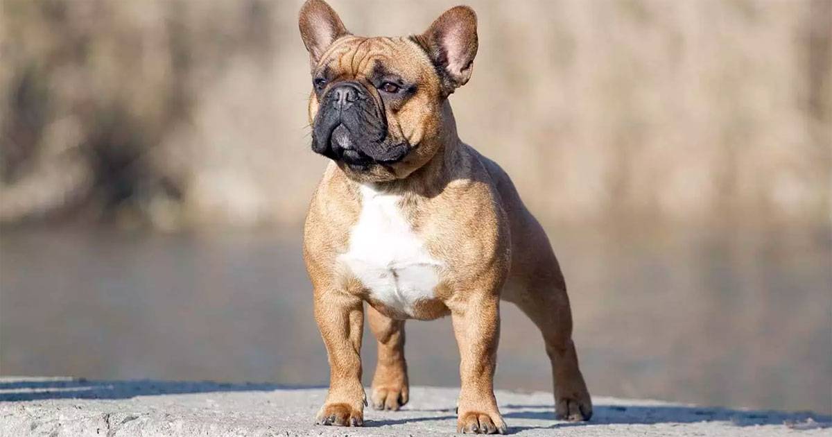 Buldogue francês Buldogue francês