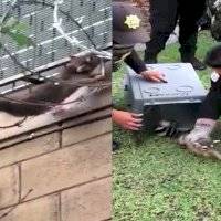 Rescatan a cacomixtle atorado en un alambre de púas en Cuajimalpa
