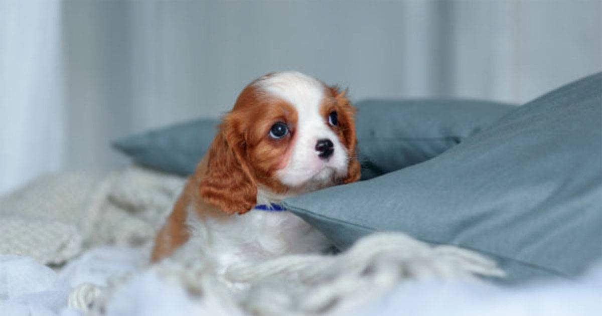 Cavalier King Charles Spaniel Cavalier King Charles Spaniel