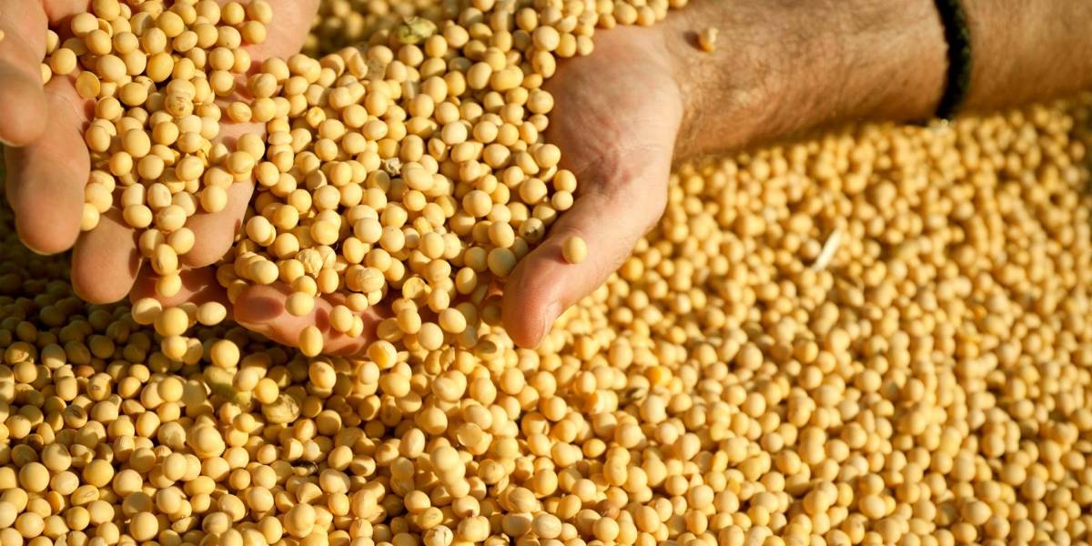 Comer soja puede reducir el riesgo de demencia, según estudio