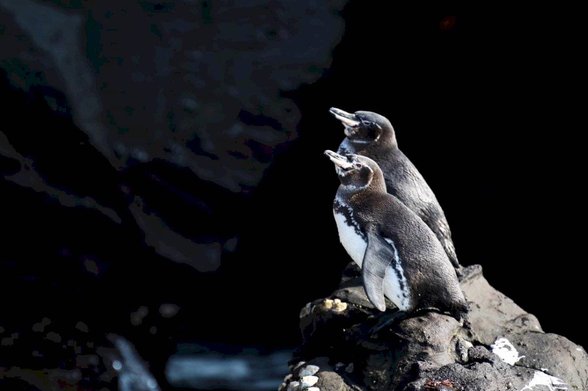 Pingüino de Galápagos