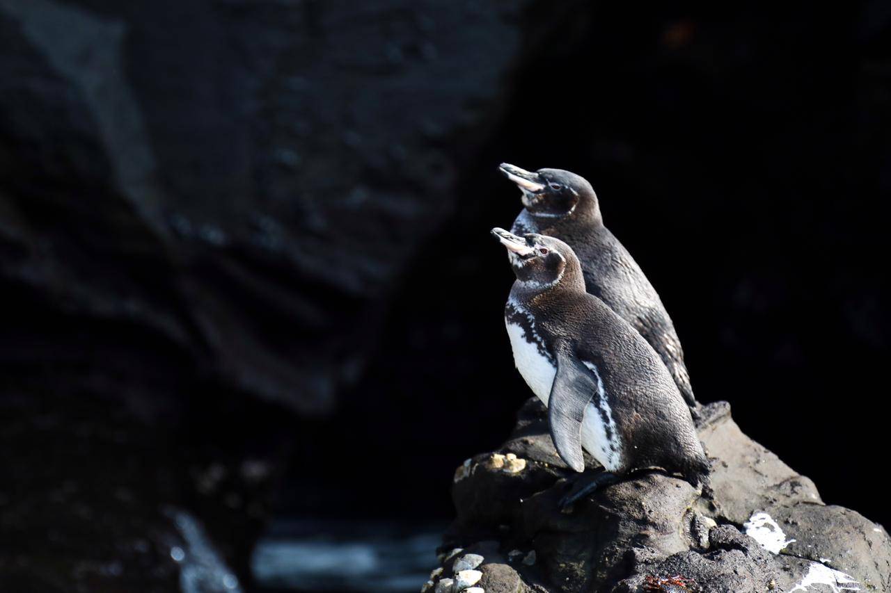 Pingüino de Galápagos Pingüino de Galápagos